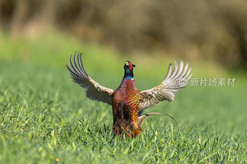 鸣公雉(Phasianus colchicus)